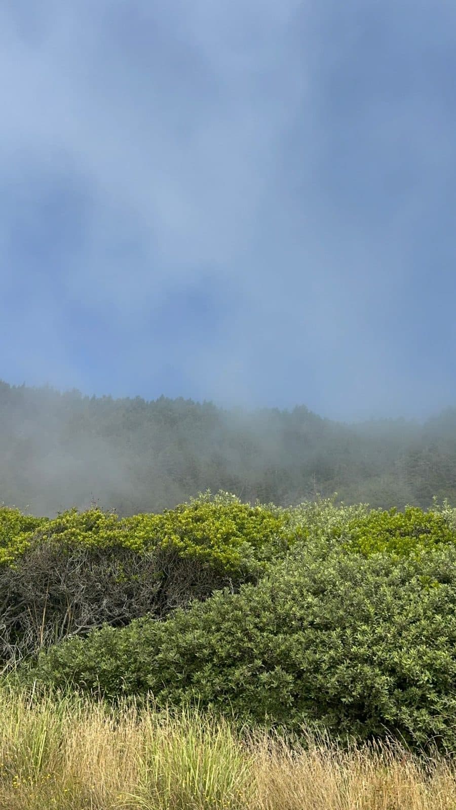 Fog rolling over a forested hill above green shrubs